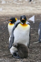 King Penguin with fluffy chick both looking into camera, Falkland Islands