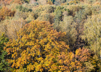 above view of big oak tree with lush yellow foliage in autumn deciduous forest on sunny day