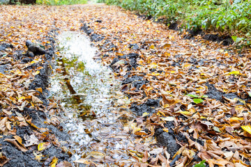 Obraz premium rain puddle in deep rut on dirty road close up covered with wet fallen leaves in city park on autumn day