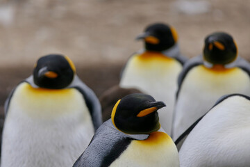 Fototapeta premium Portrait of king penguin in crowded colony looking into camera, Falkland Islands