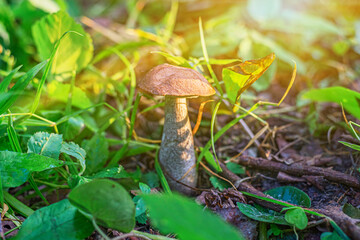 Mushroom Orange-cap boletus growing in the grass. Selected focus