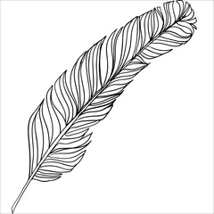 Hand drawn doodle feather isolated from background. Black and white illustration.