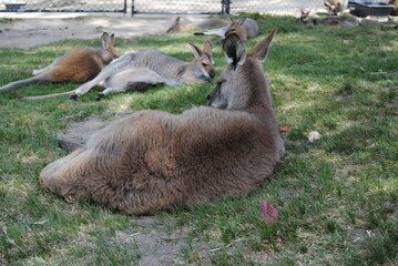 Kangaroos in the Australian zoo in New South Wales, Australia
