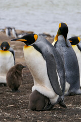 King Penguin breeding fluffy chick in colony, Falkland Islands