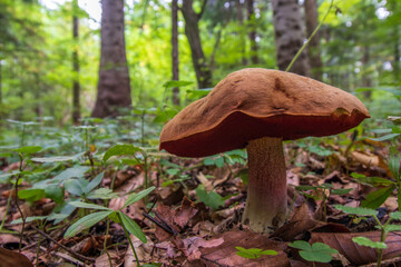 mushroom in the forest