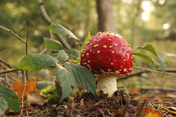 a beautiful red fly agaric mushroom with white dots and the green leaves of a blackberry bush closeup in the forest in autumn