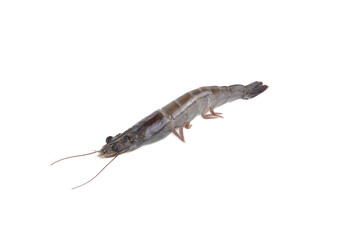 fresh shrimp isolated on white background