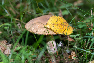 mushroom in autumn forest
