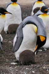 King Penguin cleaning its fluffy chick in colony, Falkland Islands