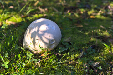 Puffball mushroom in a garden