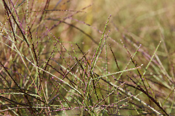 Pink seeds of miscanthus grass (Miscanthus). Decorative garden plant