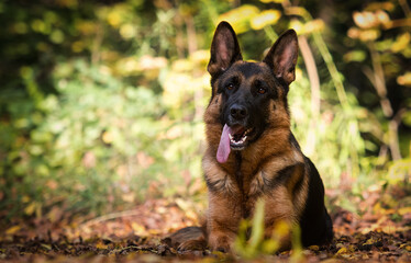 adult german shepherd dog in autumn park