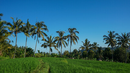 Fototapeta na wymiar Beautiful natural scenery of green rice fields in tropical countryside during the morning
