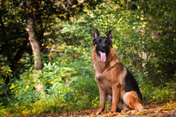 Naklejka na ściany i meble adult german shepherd dog in autumn forest
