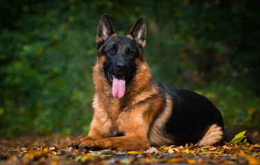 adult german shepherd dog in autumn forest