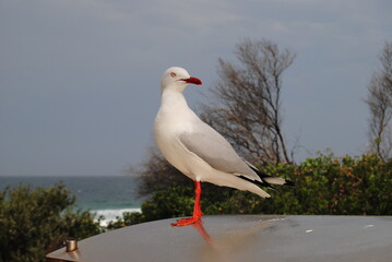 The seagull portrait near the beach in Australia