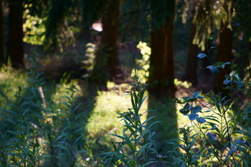 akromegalia © Magorzata