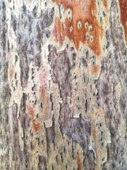 The bark sifted from the tree