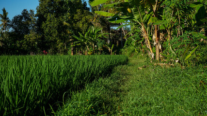 grass in the morning