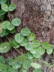 plant growing in a garden