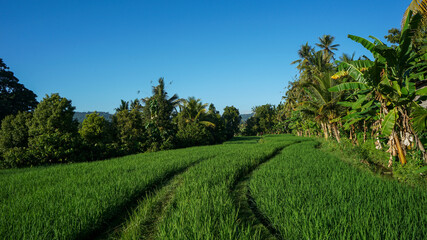 Fototapeta na wymiar Beautiful natural scenery of green rice fields in tropical countryside during the morning