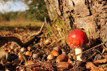 a little red fly agaric mushroom and brown acorns closeup near a birch tree at a sunny day in the forest in belgium in autumn