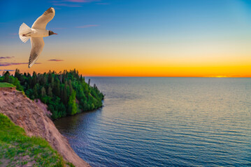 A Black-headed Gull on flying. Larus ridibundus against the sky