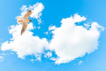 A Black-headed Gull on flying. Larus ridibundus against the sky