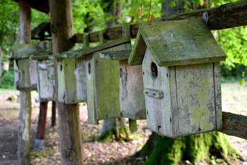 A close up on a set of bird houses made out of planks and boards with angled roofs hanging from a wooden fence in the middle of a dense forest or moor spotted on a sunny summer day in Poland