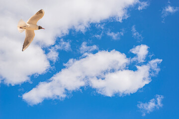 A Black-headed Gull on flying. Larus ridibundus against the sky