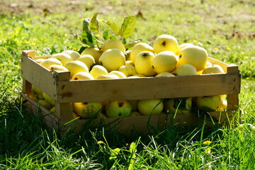 akromegalia © Magorzata