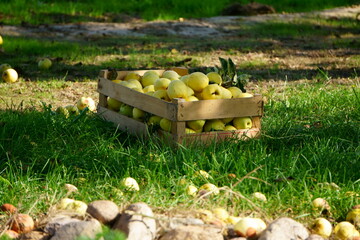 akromegalia © Magorzata