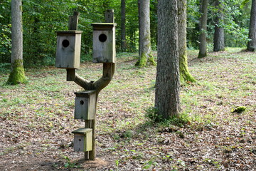 A set of birdhouses attached to branches of a relatively small tree located in the middle of a dense forest or moor an with a number of deciduous trees behind it  seen on a sunny summer day in Poland
