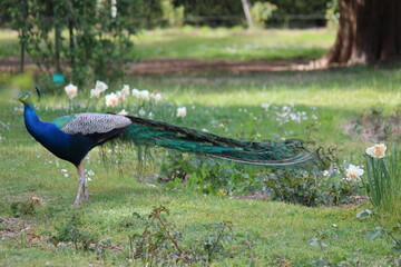 paon oiseau nature