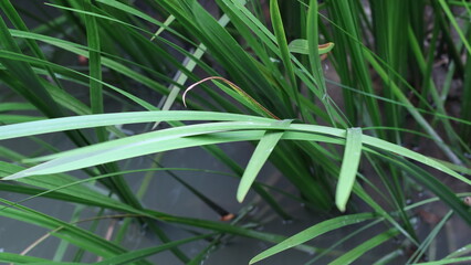 grass with dew drops