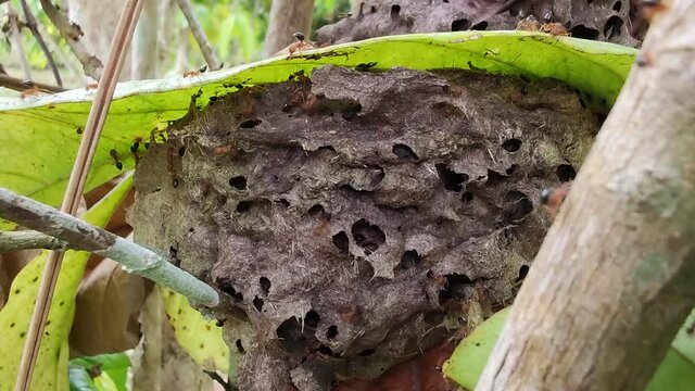 ants on tree. Ant colony running on the tree  Close to the nest. Video clip  Working ants