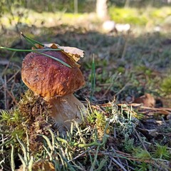 mushroom in the grass