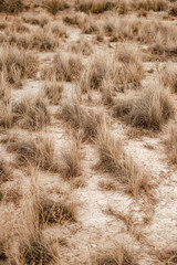 Desert plants growing on dry soil