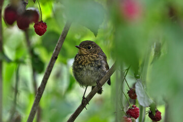 Wren bird in raspberry