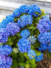 Obraz premium あじさい