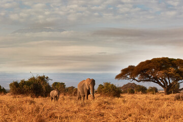 Fototapeta na wymiar Elephant with her calf walking in front of the Kilimanjaro