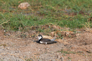 A young long-toed lapwing laying down on the ground