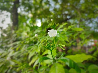 Front view of White Flower Bud