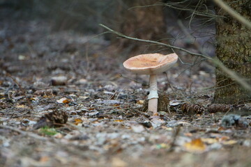 akromegalia © Magorzata