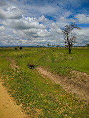 Mikumi, Tanzania - December 6, 2019:  pumbaa known as a phacochoerus run through the green savanna. Vertical