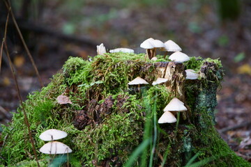 akromegalia © Magorzata