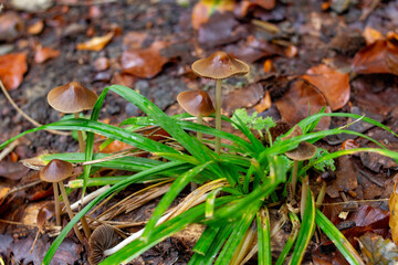 Pilze Herbstfarben Wald Kleine Pilze