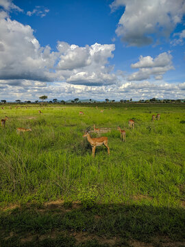 Mikumi, Tanzania - December 6, 2019:  african impala (african antelope) eating grass in green meadows in the savannah. Vertical