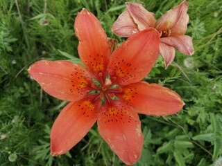orange tiger lily