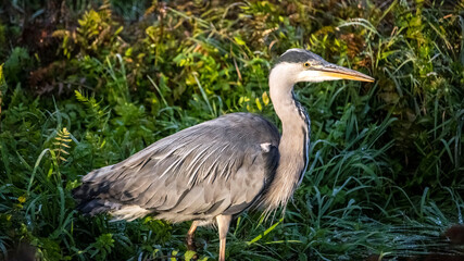 A Heron searching for fish, in the river